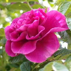 Roseira 'Roseraie de l'Hay'